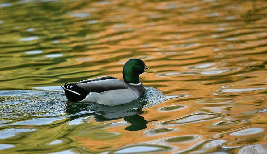 Duck in the pond of the park. Gagarina
