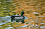 Duck in the pond of the park. Gagarina