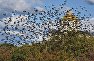 Starlings in Khersones