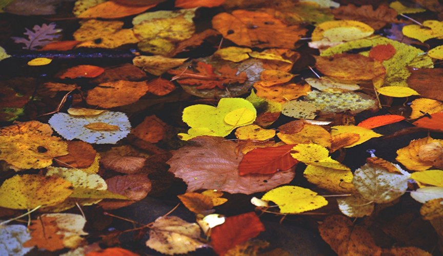 Autumn foliage in the pond
