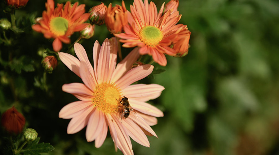 Chrysanthemum ball Chrysanthemum ball