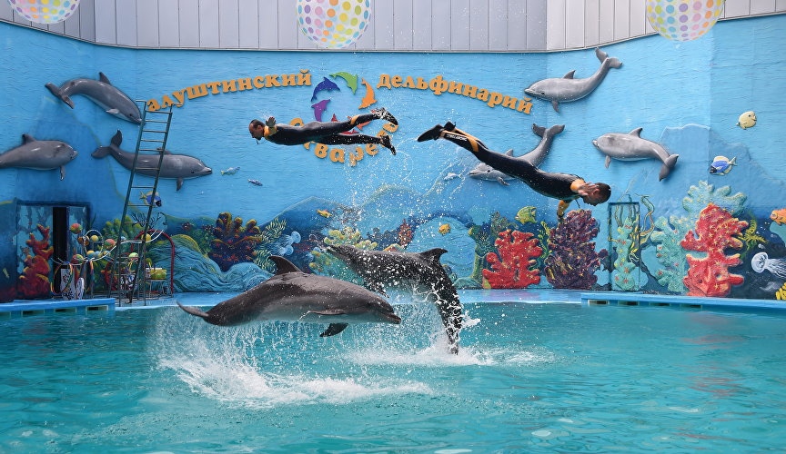 Aquarel Dolphinarium | History and culture | Crimea travel portal