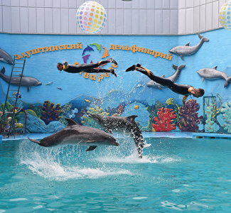 Aquarel Dolphinarium