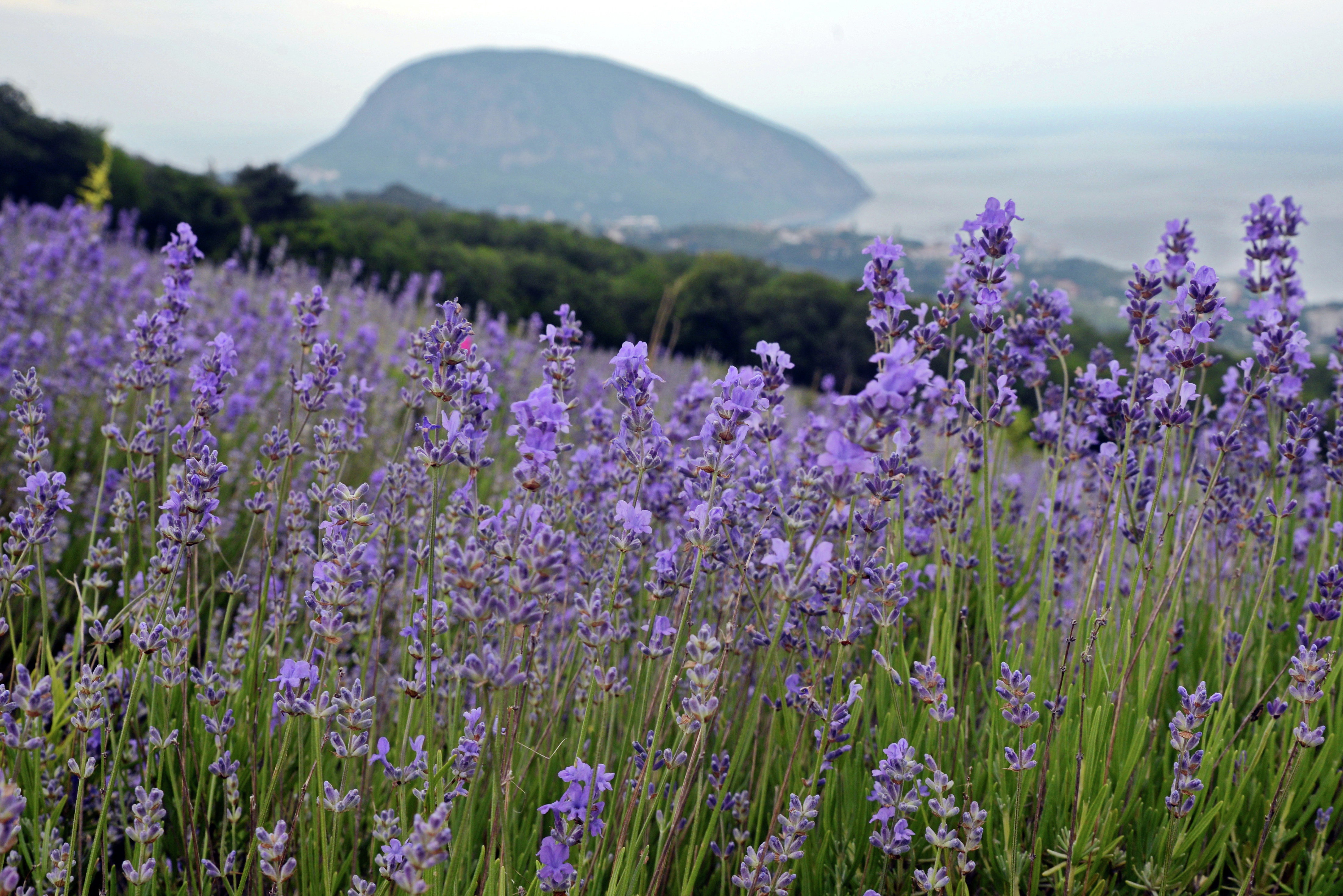 Blooming lavender near Ayu-Dag mountain